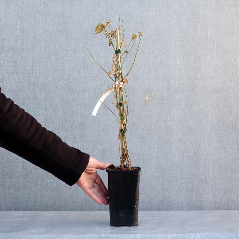 Jasminum stephanense Starry Summer Scent - Gelsomino Vaso da 1,5L/2L esemplare consegnato in inverno