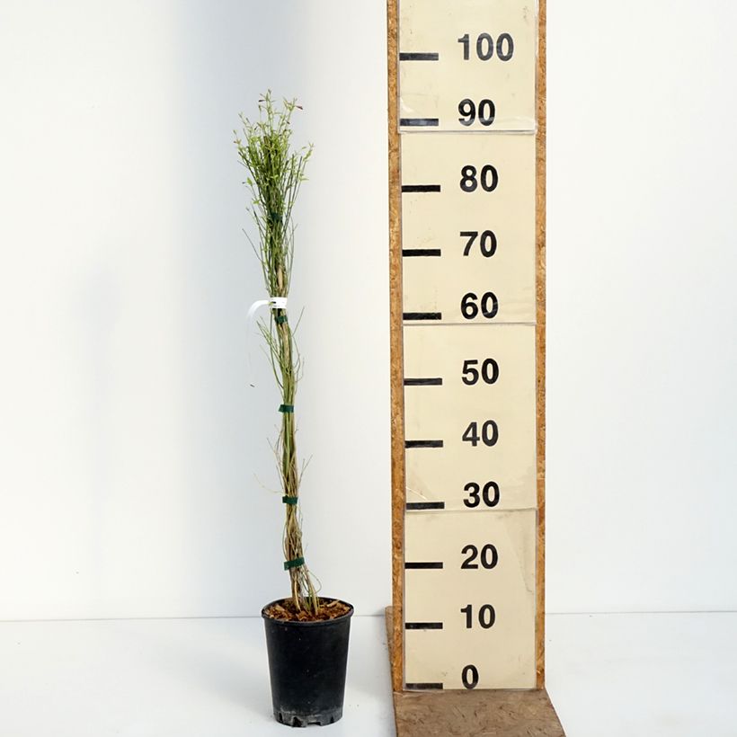 Jasminum stephanense Starry Summer Scent - Gelsomino Vaso da 1,5L/2L esemplare consegnato in primavera