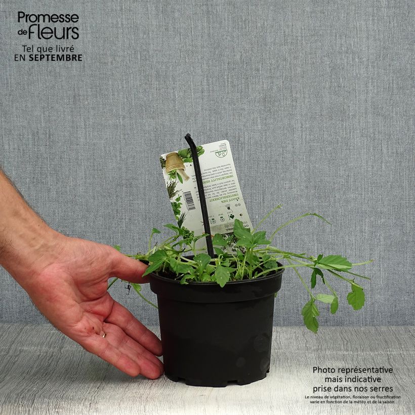 Esemplare di Gynostemma pentaphyllum - Ginpent Vaso da 1,5L/2L come consegnato in autunno