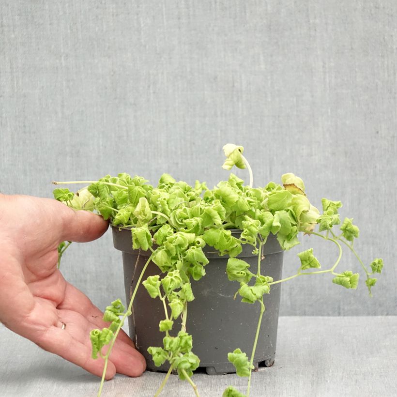 Esemplare di Gynostemma pentaphyllum - Ginpent Vaso da 1,5L/2L consegnato in estate