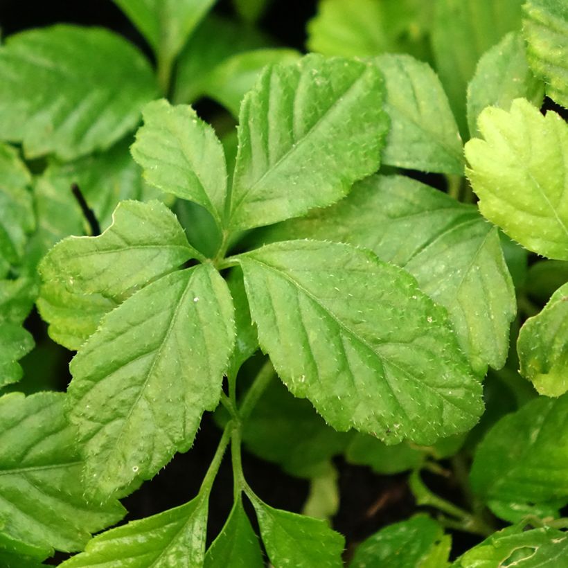 Gynostemma pentaphyllum - Ginpent (Fogliame)