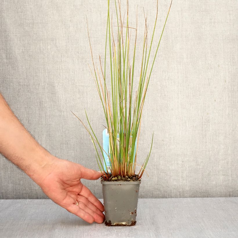 Esemplare di Juncus effusus - Giunco comune Vasetto da 8/9 cm come consegnato in autunno