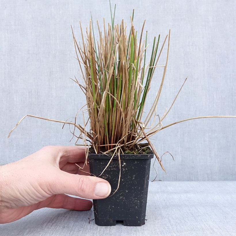 Juncus effusus - Giunco comune Vasetto da 8/9 cm esemplare consegnato in inverno