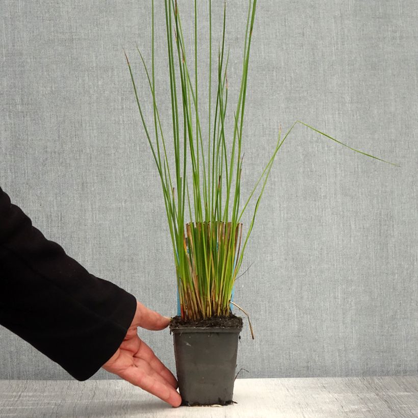 Juncus effusus - Giunco comune Vasetto da 8/9 cm esemplare consegnato in primavera
