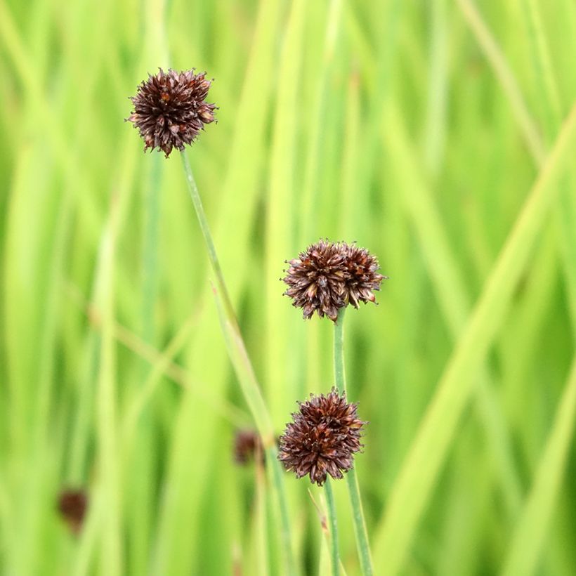 Juncus ensifolius - Giunco a foglie strette (Fioritura)