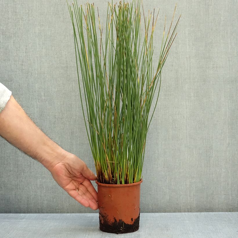 Esemplare di Juncus inflexus Blue Arrows - Giunco tenace Vaso da 1L/1,5L come consegnato in autunno