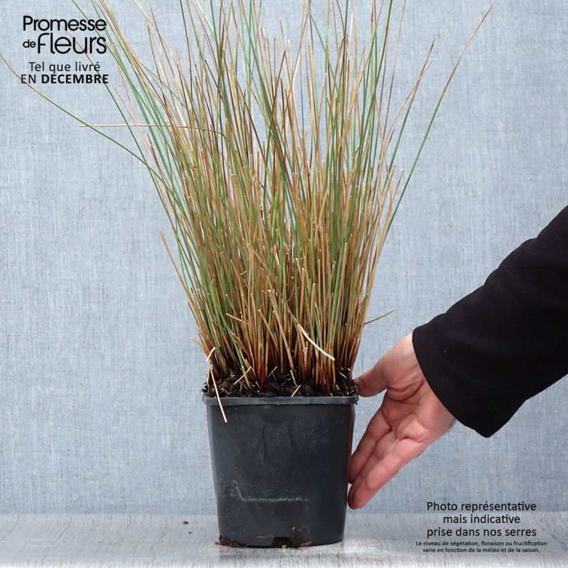 Esemplare di Juncus inflexus Blue Arrows - Giunco tenace Vaso da 2L/3L come consegnato in autunno