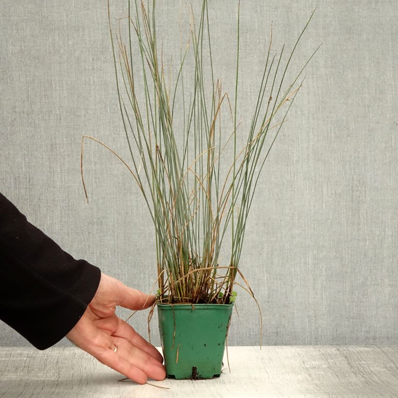 Esemplare di Juncus inflexus Blue Dart - Giunco tenace Vasetto da 8/9 cm come consegnato in autunno