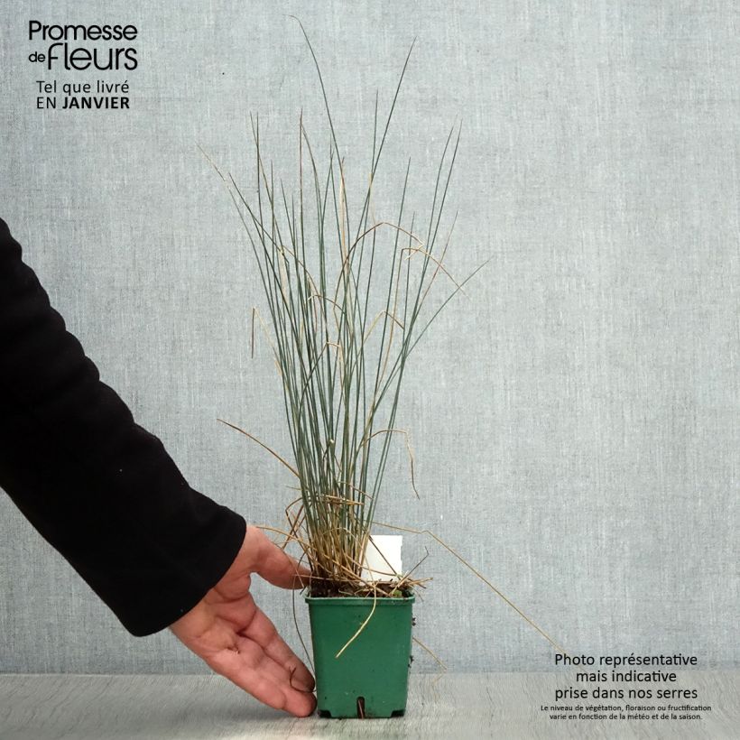 Juncus inflexus Blue Dart - Giunco tenace Vasetto da 8/9 cm esemplare consegnato in inverno
