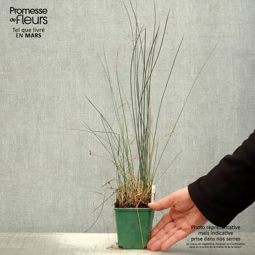 Juncus inflexus Blue Dart - Giunco tenace Vasetto da 8/9 cm esemplare consegnato in primavera