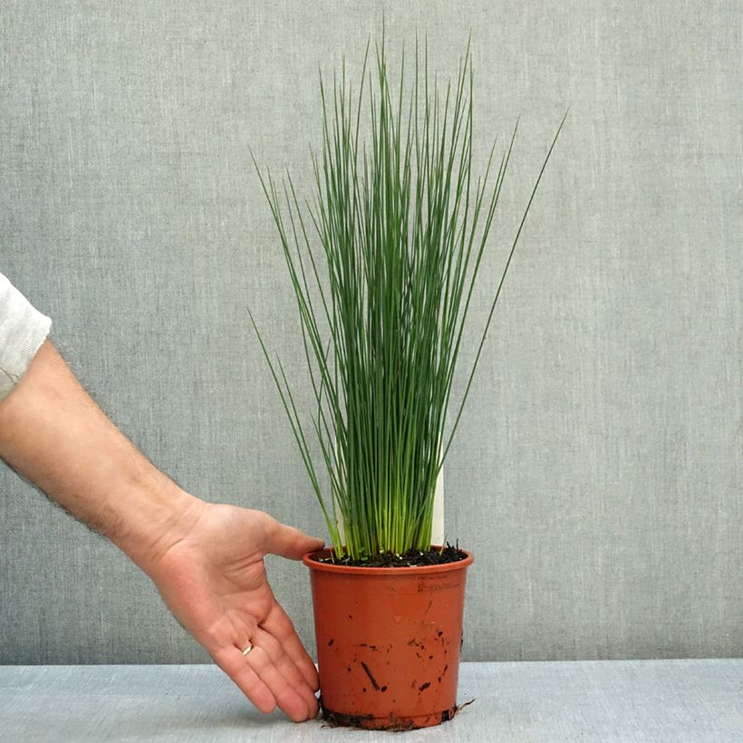 Esemplare di Juncus inflexus Blue Dart - Giunco tenace Vaso da 1L/1,5L come consegnato in autunno