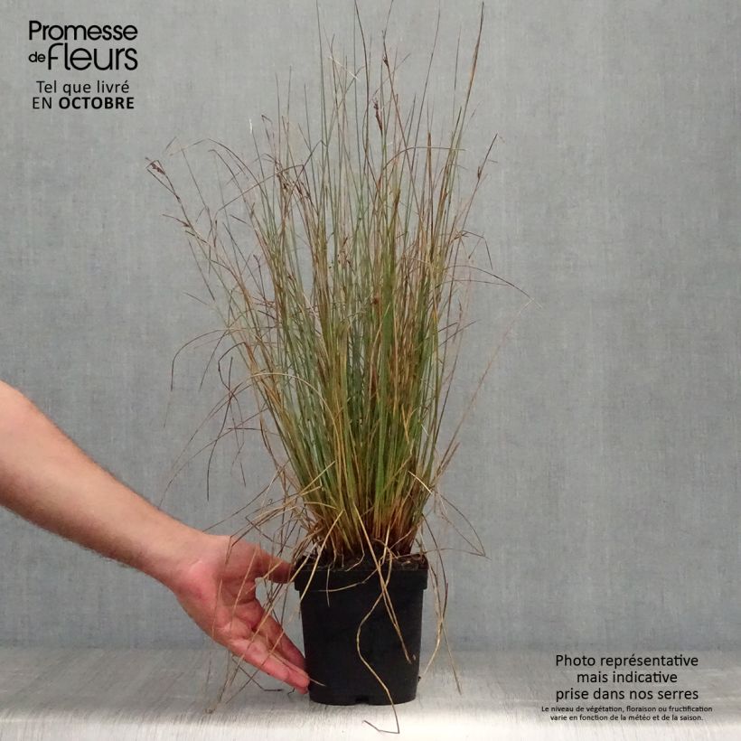 Esemplare di Juncus inflexus - Giunco tenace Vaso da 2L/3L come consegnato in autunno
