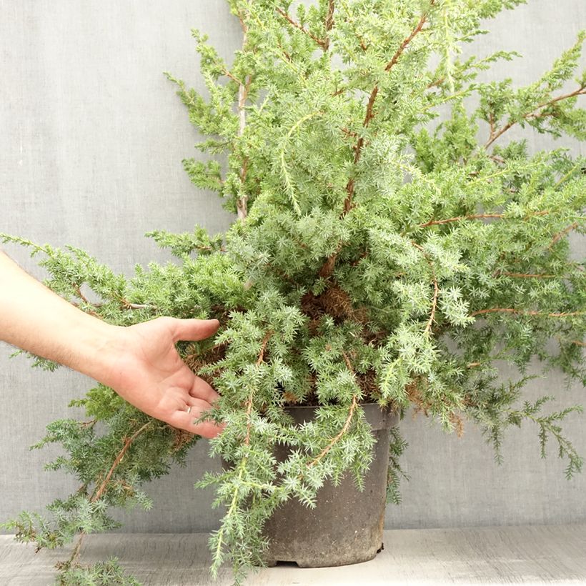 Esemplare di Juniperus chinensis Blue Alps - Ginepro cinese Vaso da 7,5L/10L consegnato in estate