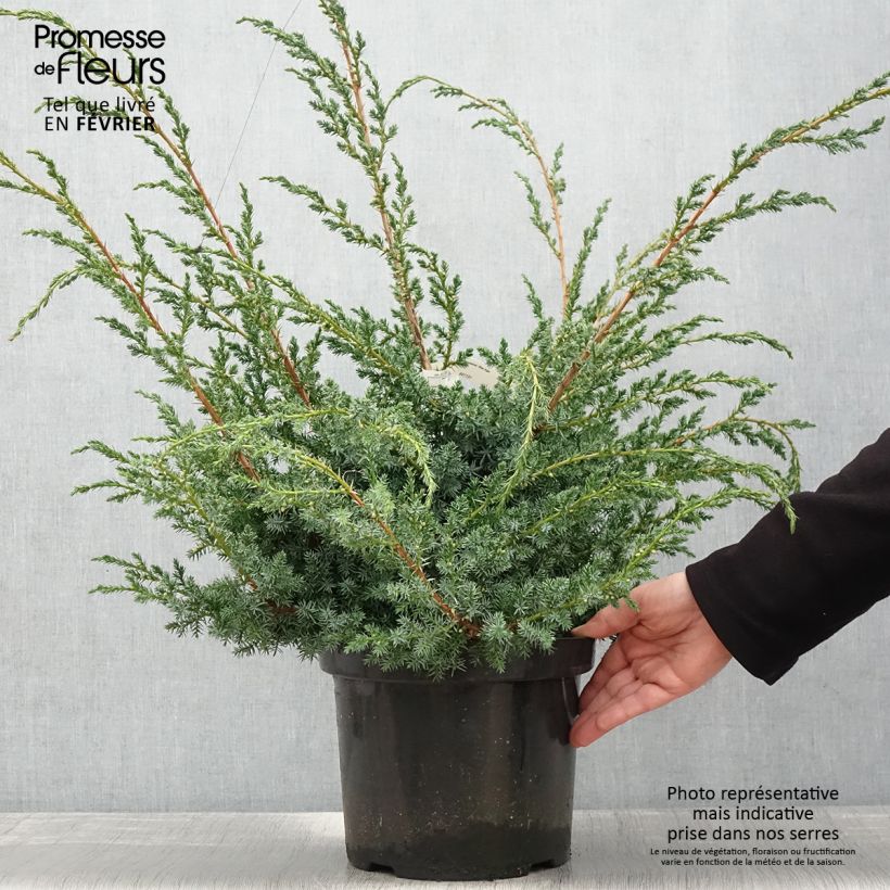 Juniperus chinensis Blue Alps - Ginepro cinese Vaso da 7,5L/10L esemplare consegnato in inverno