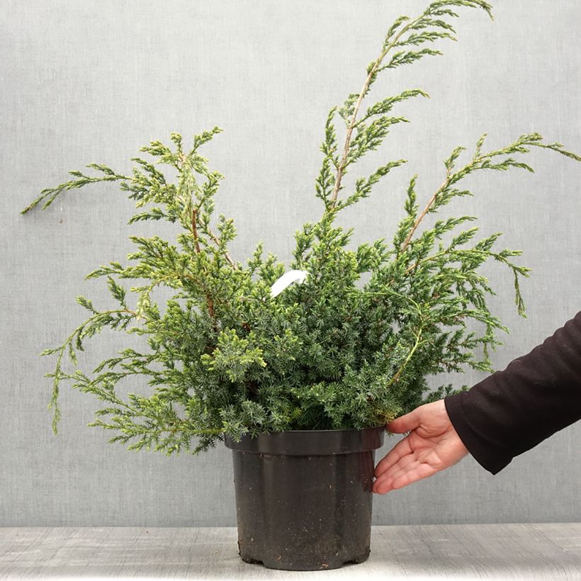 Juniperus chinensis Blue Alps - Ginepro cinese Vaso da 7,5L/10L esemplare consegnato in primavera