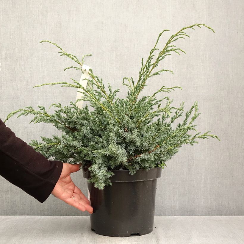 Esemplare di Juniperus chinensis Blue Alps - Ginepro cinese Vaso da 7,5L/10L come consegnato in autunno