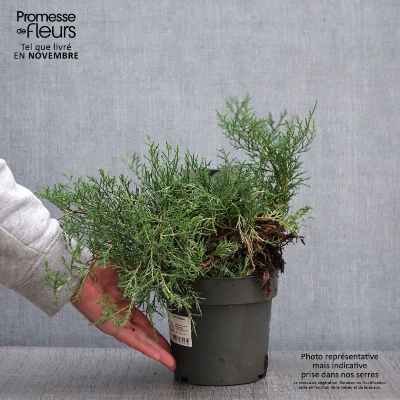 Esemplare di Juniperus pfitzeriana Golden Saucer - Ginepro Vaso da 2L/3L come consegnato in autunno