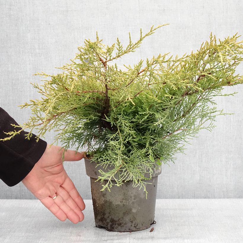 Juniperus pfitzeriana Golden Saucer - Ginepro Vaso da 2L/3L esemplare consegnato in inverno