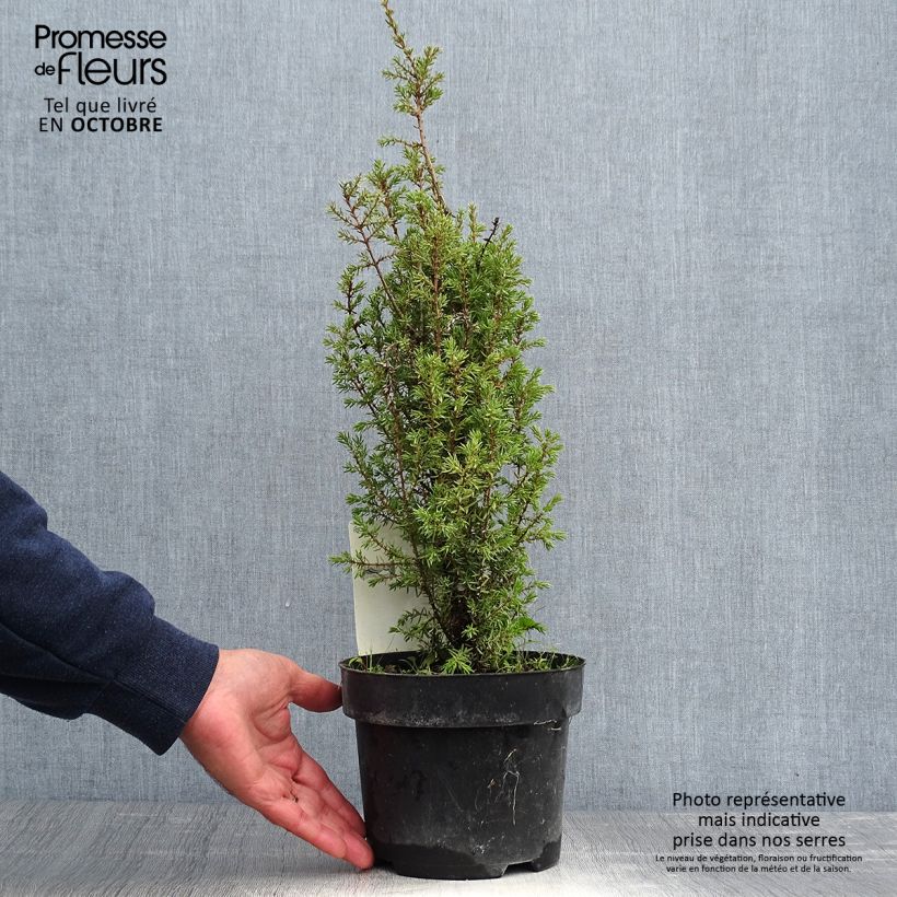Esemplare di Juniperus communis Arnold - Ginepro comune Vaso da 2L/3L come consegnato in autunno