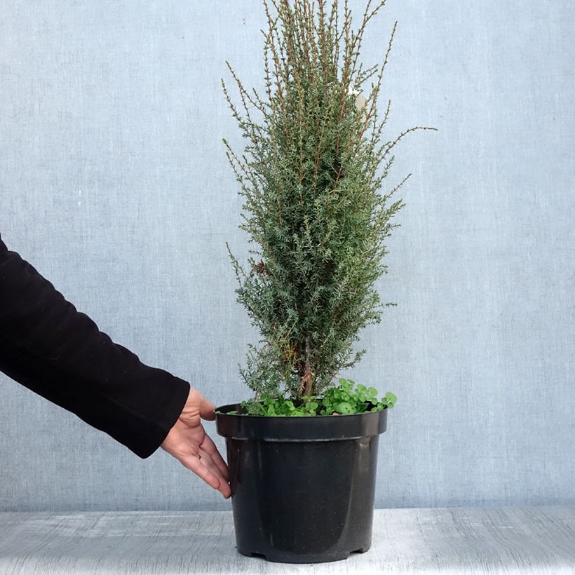 Esemplare di Juniperus communis Arnold - Ginepro comune Vaso da 7,5L/10L come consegnato in autunno