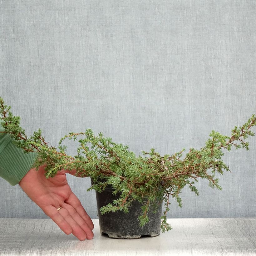 Esemplare di Juniperus communis Hornibrookii - Ginepro comune Vaso da 1,5L/2L consegnato in estate