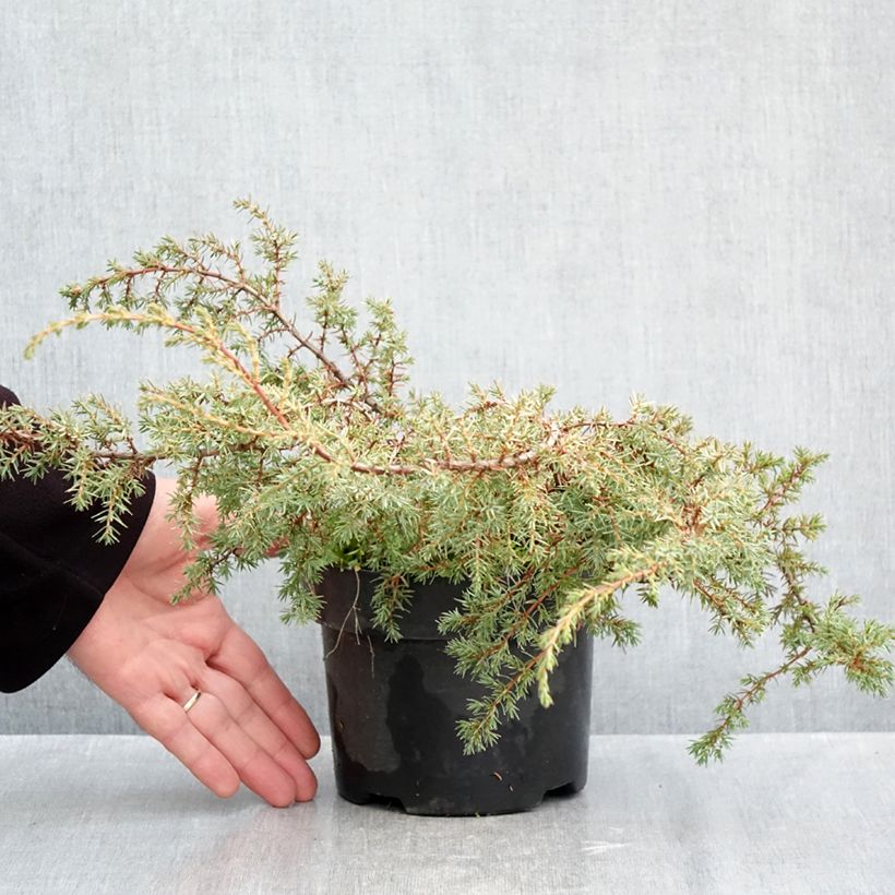 Esemplare di Juniperus communis Hornibrookii - Ginepro comune Vaso da 2L/3L come consegnato in autunno