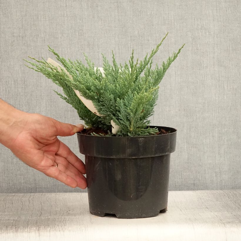 Esemplare di Juniperus horizontalis Blue Chip - Ginepro strisciante Vaso da 2L/3L, Vaso impalcato alto consegnato in estate