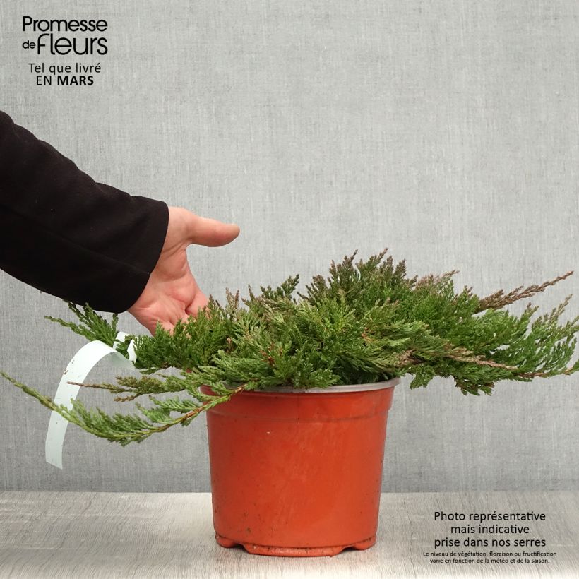 Juniperus horizontalis Blue Chip - Ginepro strisciante Vaso da 2L/3L, Vaso impalcato alto esemplare consegnato in primavera