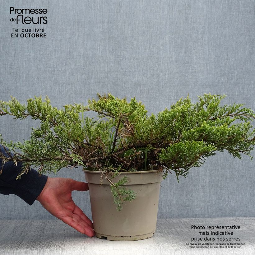 Esemplare di Juniperus sabina Rockery Gem - Ginepro sabino Vaso da 4L/5L come consegnato in autunno