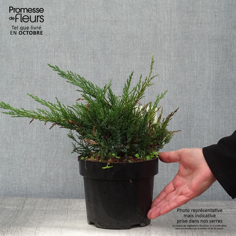 Esemplare di Juniperus sabina Tamariscifolia - Ginepro sabino Vaso da 2L/3L come consegnato in autunno