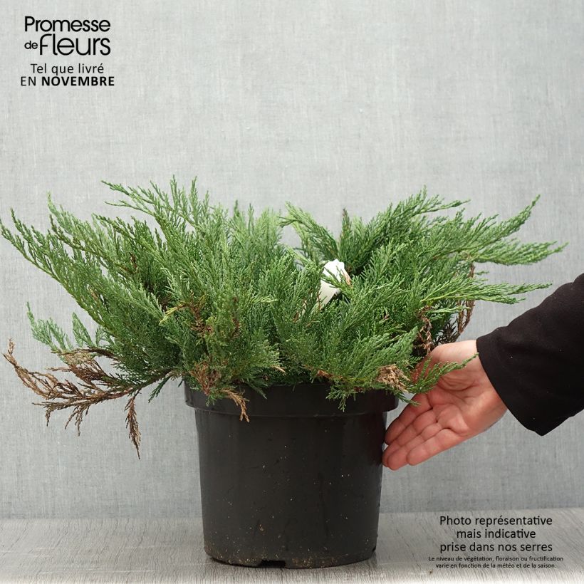 Esemplare di Juniperus sabina Tamariscifolia - Ginepro sabino Vaso da 7,5L/10L come consegnato in autunno