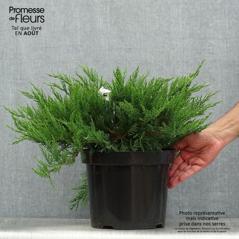 Esemplare di Juniperus sabina Tamariscifolia - Ginepro sabino Vaso da 7,5L/10L consegnato in estate