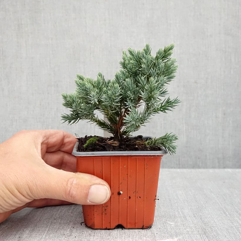 Esemplare di Juniperus squamata Blue Star - Ginepro Vasetto da 8/9 cm come consegnato in autunno