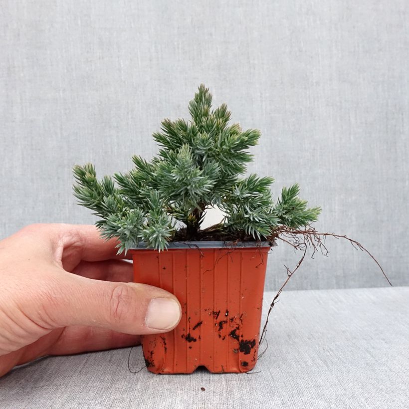Juniperus squamata Blue Star - Ginepro Vasetto da 8/9 cm esemplare consegnato in primavera