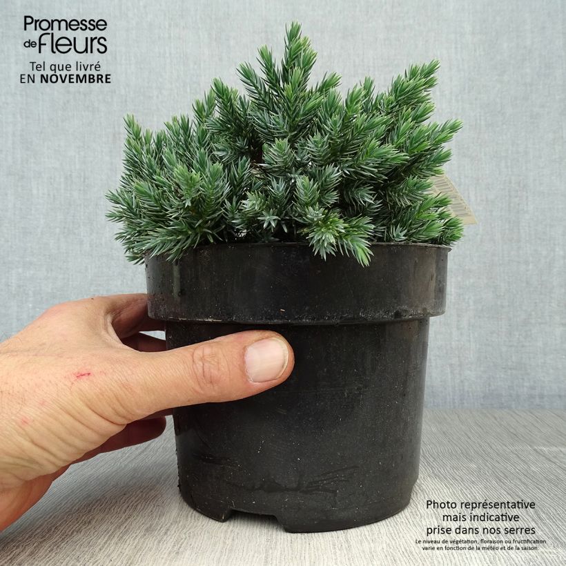 Esemplare di Juniperus squamata Blue Star - Ginepro Vaso da 2L/3L come consegnato in autunno