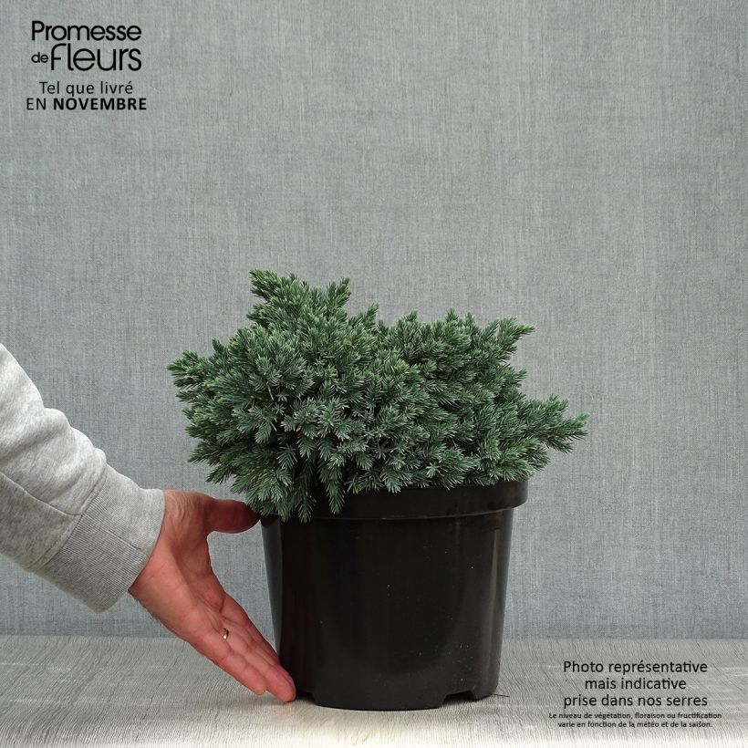 Esemplare di Juniperus squamata Blue Star - Ginepro Vaso da 3L/4L come consegnato in autunno