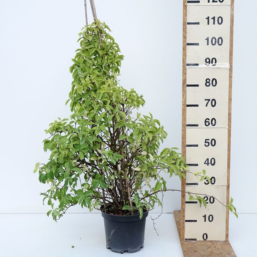 Esemplare di Kadsura japonica Vaso da 6L/7L come consegnato in autunno
