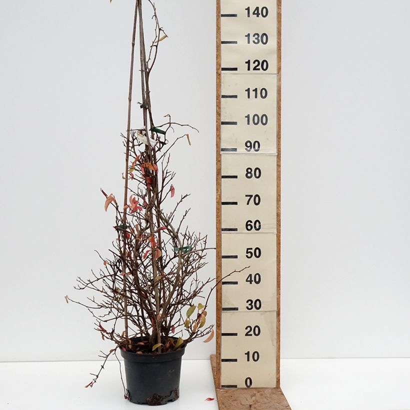 Kadsura japonica Vaso da 6L/7L esemplare consegnato in inverno