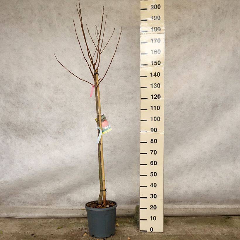 Esemplare di Cachi Muscat Vaso da 12L/15L, Vaso impalcato medio come consegnato in autunno