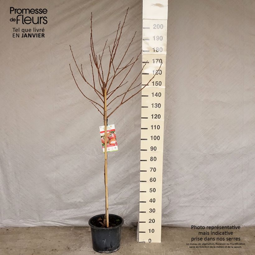 Cachi Muscat Vaso da 12L/15L, Vaso impalcato medio esemplare consegnato in inverno