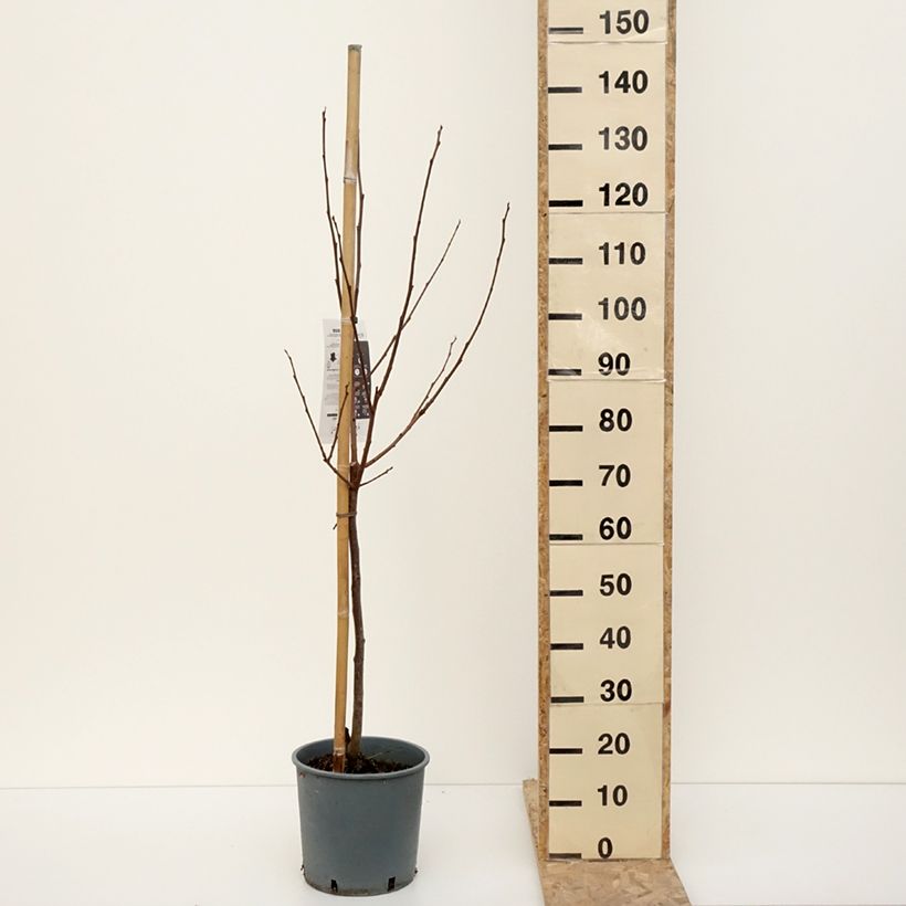 Cachi Muscat Vaso da 7,5L/10L, Vasetto esemplare consegnato in inverno