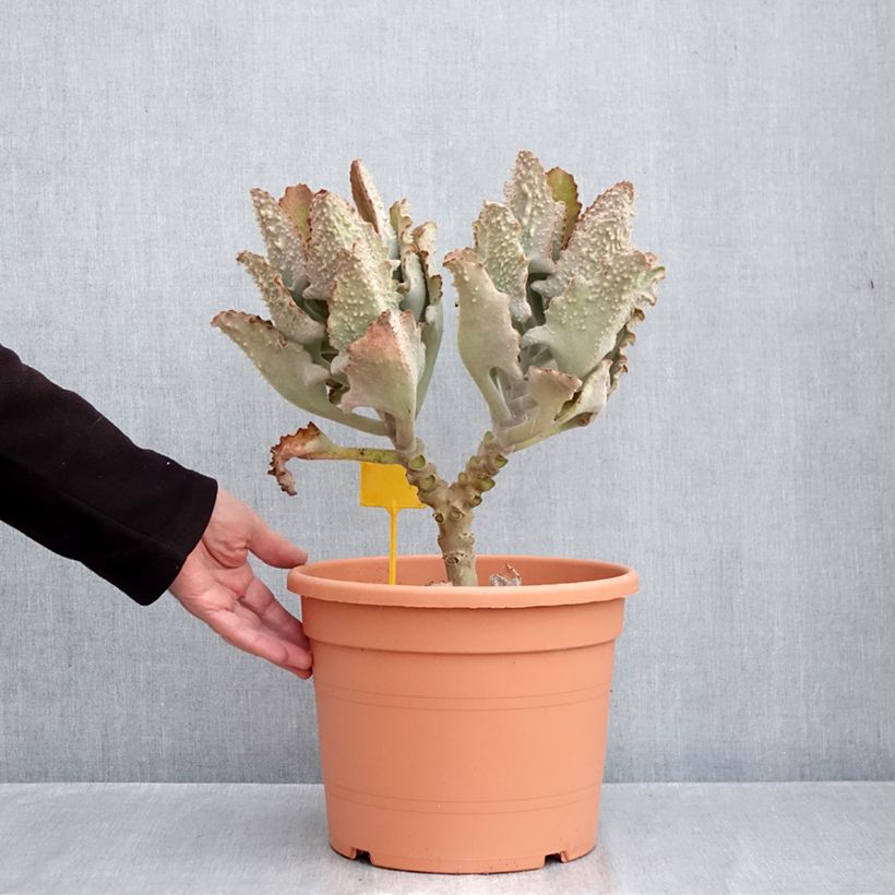 Esemplare di Kalanchoe beharensis Fang Vaso da 7,5L/10L come consegnato in autunno