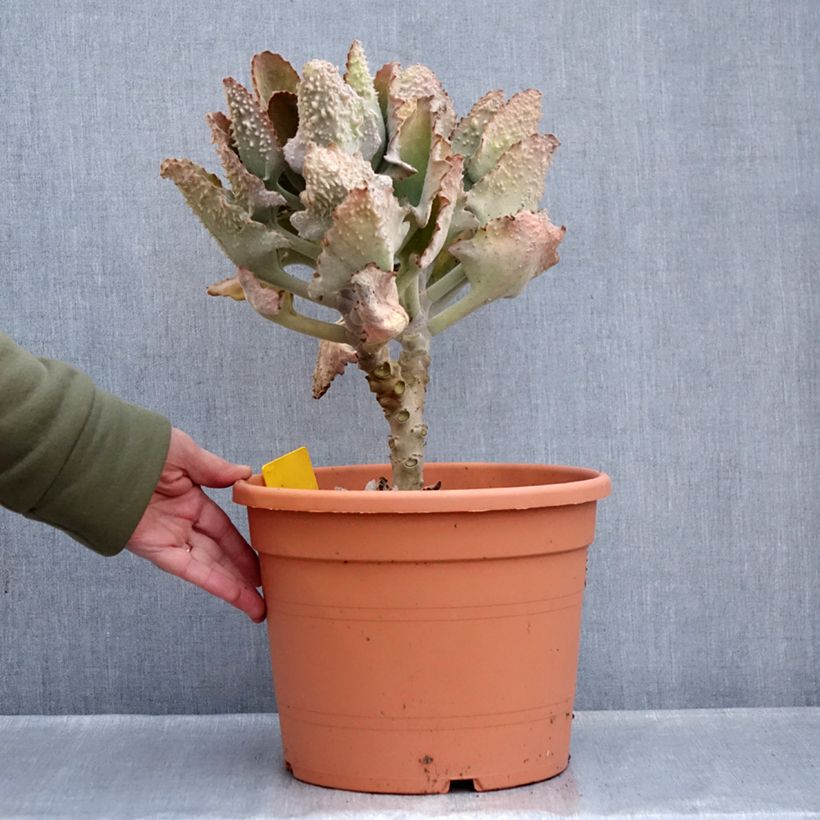 Kalanchoe beharensis Fang Vaso da 7,5L/10L esemplare consegnato in inverno