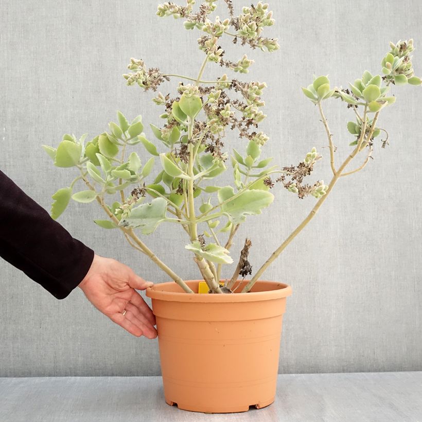 Esemplare di Kalanchoe beharensis Oak Leaf Vaso da 7,5L/10L come consegnato in autunno