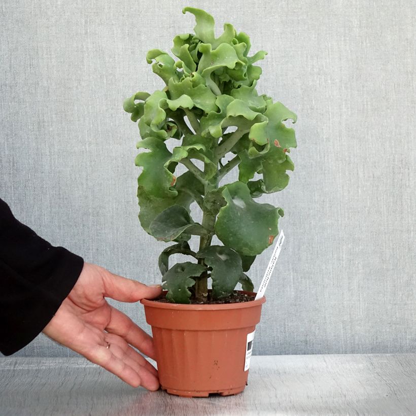 Esemplare di Kalanchoe beharensis subnuda Vaso da Ø 12 cm / 13 cm come consegnato in autunno