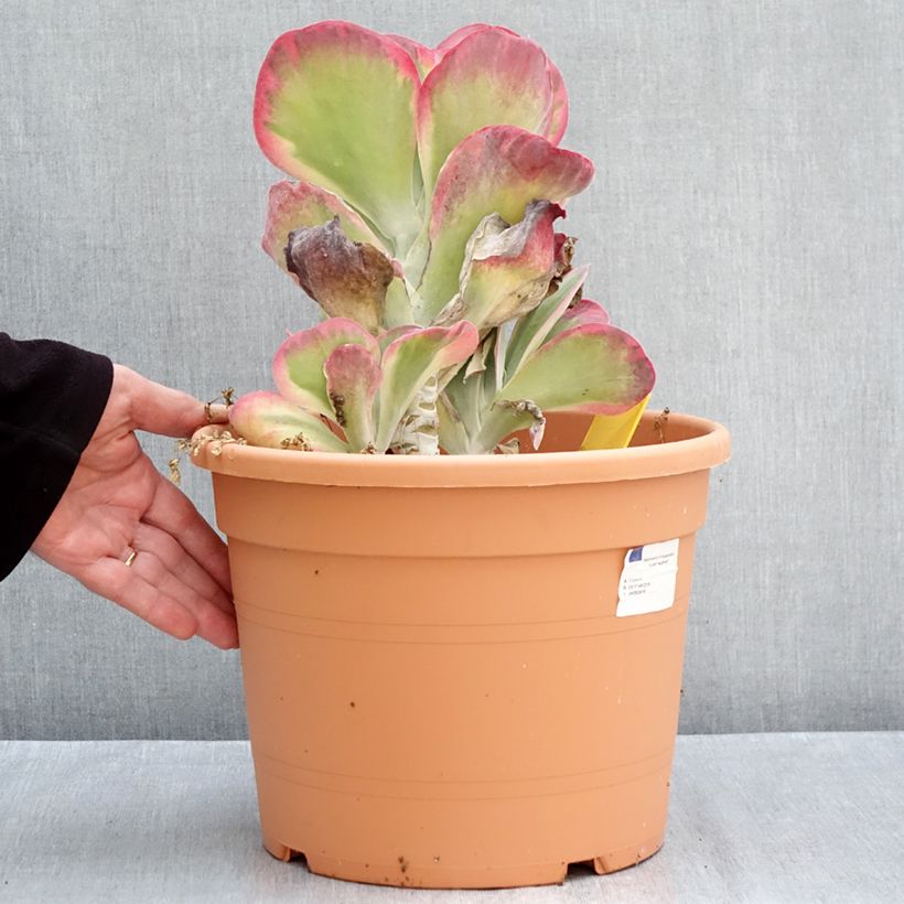 Esemplare di Kalanchoe thyrsiflora Vaso da 7,5L/10L come consegnato in autunno