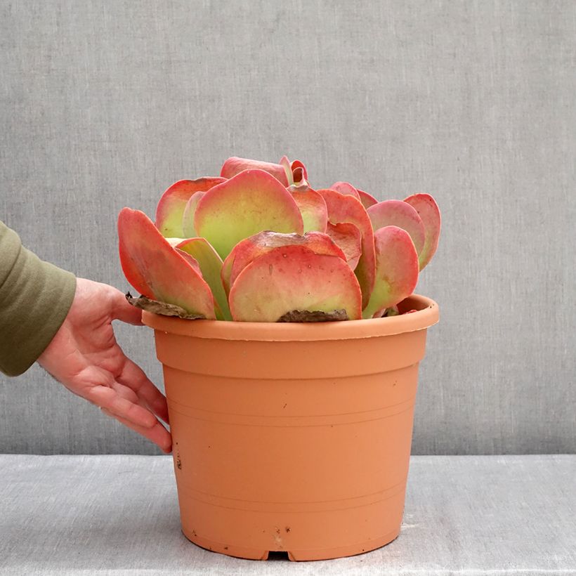 Kalanchoe thyrsiflora Vaso da 7,5L/10L esemplare consegnato in inverno