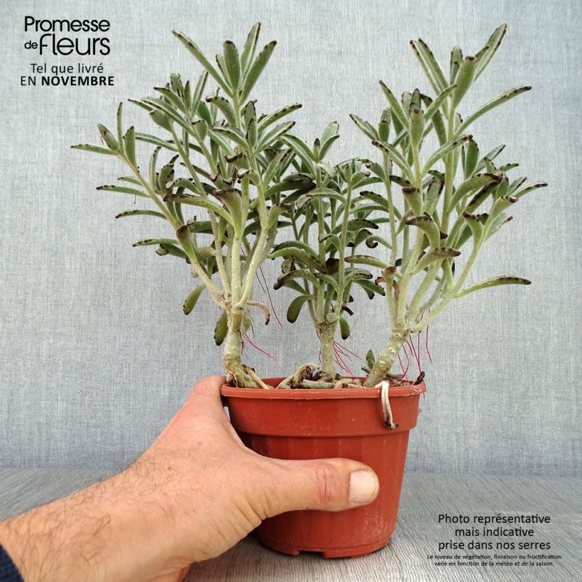 Esemplare di Kalanchoe tomentosa Vaso da Ø 12 cm / 13 cm come consegnato in autunno