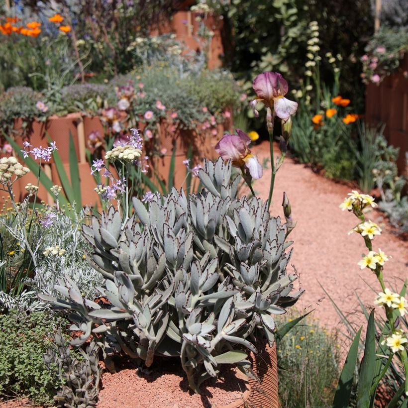 Kalanchoe tomentosa (Porto)