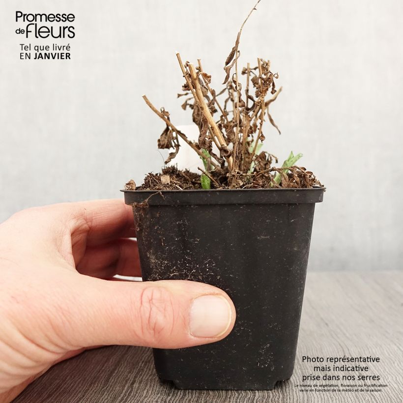 Kalimeris incisa Alba - Aster giapponese Vasetto da 8/9 cm esemplare consegnato in inverno